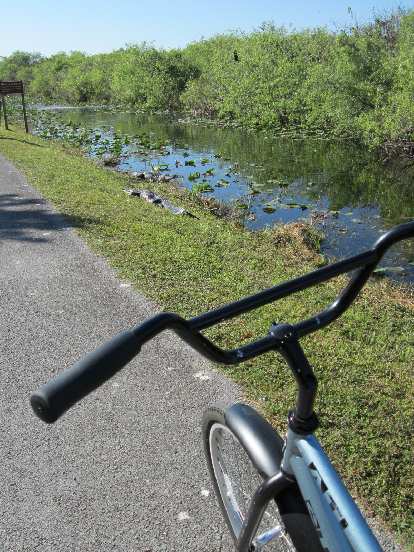Just moments after renting a bicycle from the Shark Valley Visitor Center, I saw alligators already!
