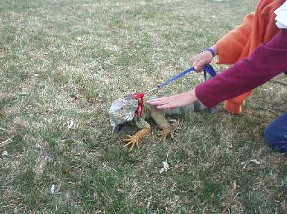 Ryan doesn't have a dog, so she brought her 4'-long iguana! The iguana got plenty of attention. Ryan doesn't have a dog, so she brought her 4'-long iguana! The iguana got plenty of attention.