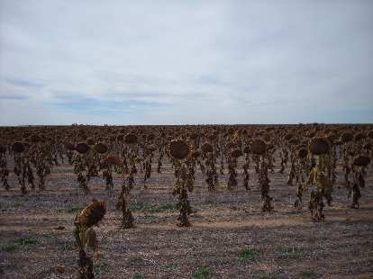 [Mile 116] Sunflower fields in Wyoming, all withering away.  Fall is here.