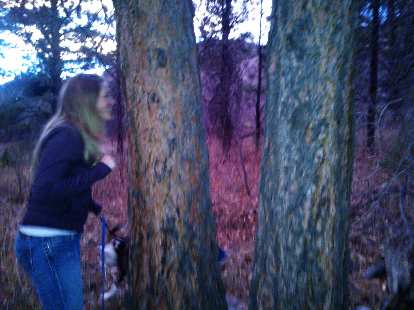 Noelle sniffing a tree.