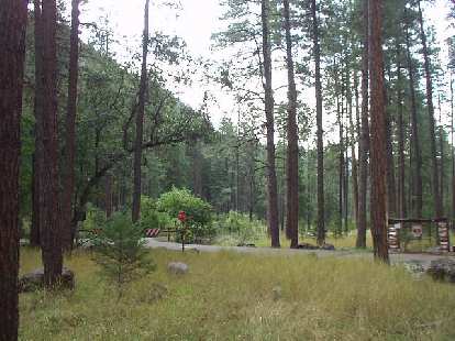 The Coconino National Forest made for an awesome drive down US 89A south of Flagstaff.