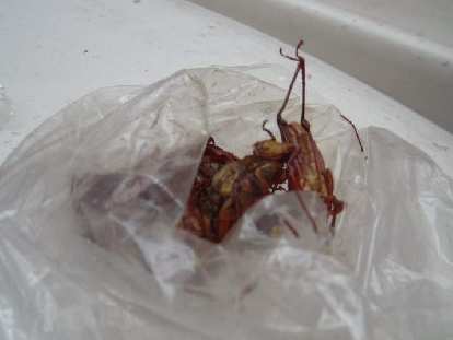 Chapulines (fried grasshoppers) are popular in Oaxaca. I tried one; it was crunchy and not bad.