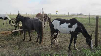 horses in eastern Colorado