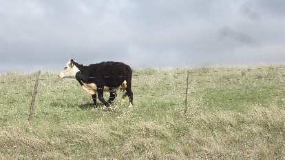 Happy black and white cow in eastern Colorado. happy black and white cow in eastern Colorado