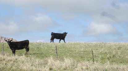 two black cows in eastern Colorado