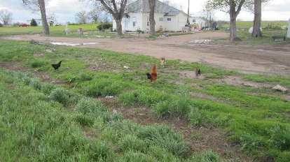 Hens at a home near Ault, CO hens, white house, Ault, CO