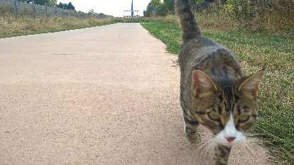 A cat walking along the Power Trail in Fort Collins.