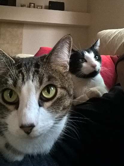 Tiger and Oreo, tabby cat, black and white cat, red cushion