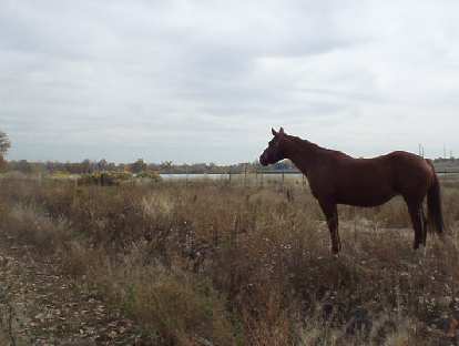 A horse looks on with a creek in the background just 2 miles from downtown.
