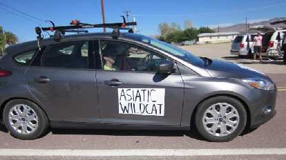 (Mile 417) Spotted: the Asiatic Wildcat Crew Goddesses in the most eco-friendly crew vehicle of the race. (2011-10-09; Photo: AdventureCorps)