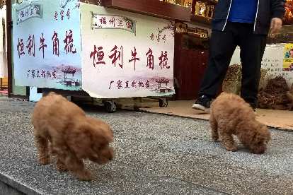 Two little furry dogs in Fuzhou, China.