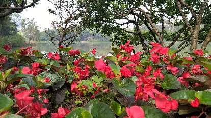 Flowers at Zuohai Park in Fuzhou, China.
