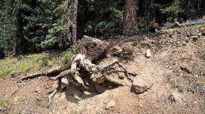 A tree root that looked like an octopus.