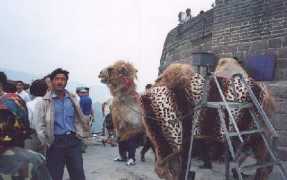 Those who made it to the top had the privilege of buying a "I climbed the Great Wall" certificate or... have a picture taken with a camel.