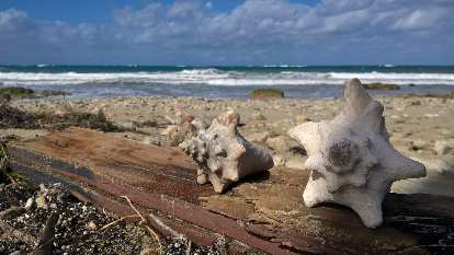 More sea shells in Guanabo, Cuba.