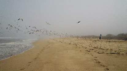A flock of birds taking flight. A flock of birds taking flight.