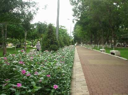 Flowers in 23/9 Park.