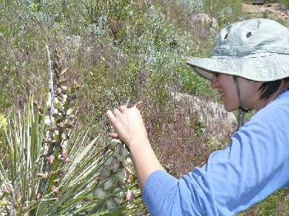 Sarah inspects a yucca plant. Sarah inspects a yucca plant.