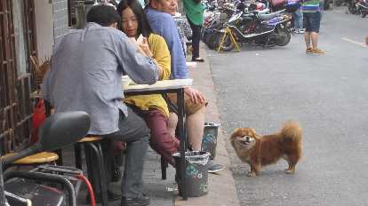 A dog came to visit this couple eating near Tunxi Ancient Street.