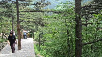 Trees in the Huangshan Mountains. Trees in the Huangshan Mountains.
