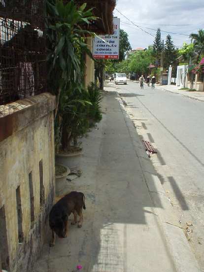 Dog roaming the sidewalk.