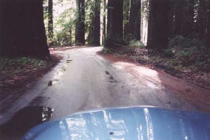 The view from my blue Z3 of the Redwoods near the Avenue of the Giants.  More pictures to come!