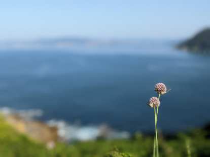Two pink wildflowers (armeria alliacea) on the middle island of Islas Cies.