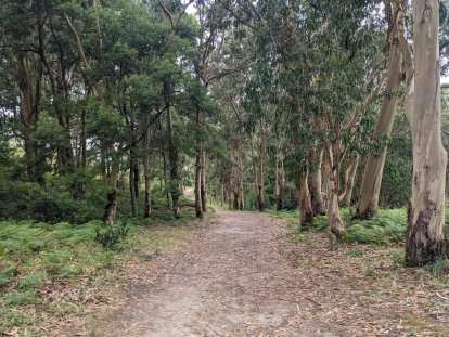 A dirt trail with tall, leafy trees by it on Islas Cies.