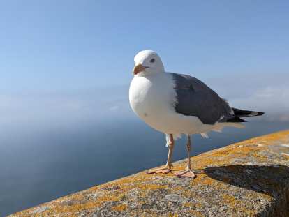 A seagull on a ledge by the Faro de Cíes (not shown).