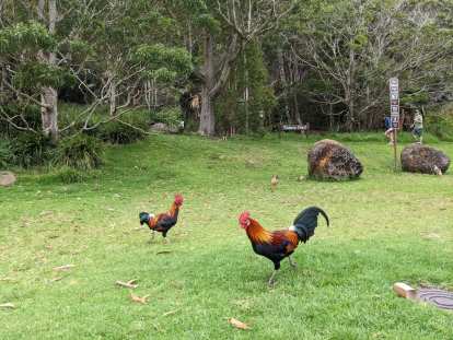 Chickens behind Koke'e Museum.