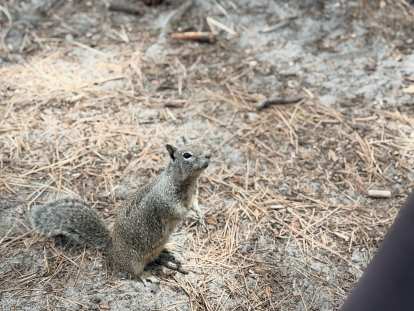 A squirrel soon came begging for food.