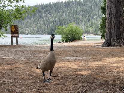 A Canada Goose came to visit us as well.