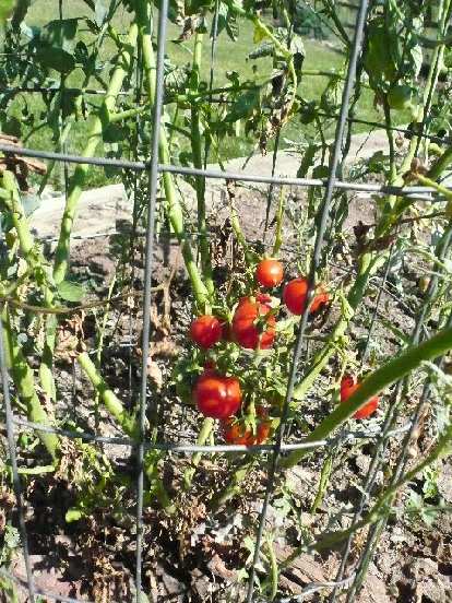 Some cherry tomato plants also produced tomatoes. (10 Sep 2007) Some cherry tomato plants also produced tomatoes.
