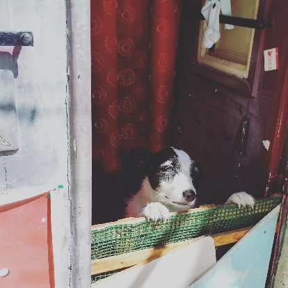 A happy looking black and white dog in front of a red curtain peering over a makeshift gate in a home in Alfama, Lisbon, Portugal. A happy looking black and white dog in front of a red curtain peering over a makeshift gate in a home in Alfama, Lisbon, Portugal.