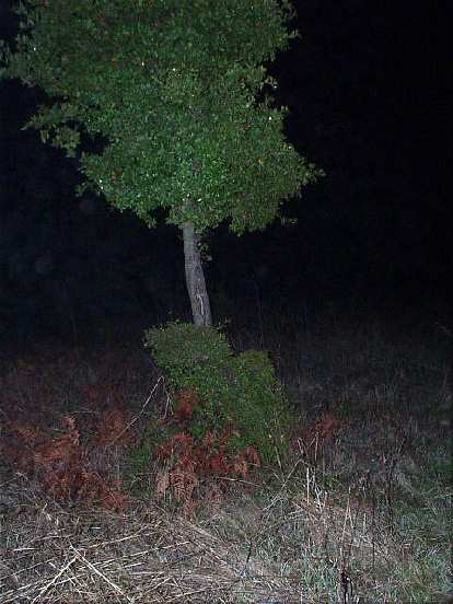 The summit, in contrast, was on private property, marked by this little oak tree. Don't ask me how I got this picture, as I do not condone trespassing and BREAKING THE LAW!