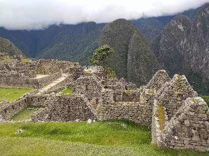 Walls and tree at Machu Picchu.