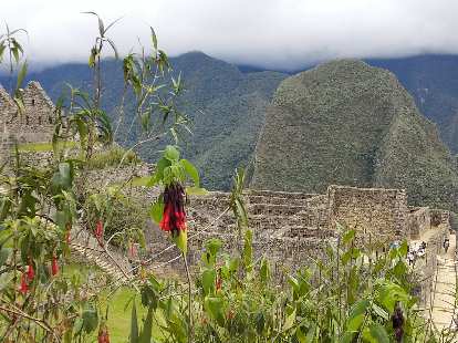 Gardens at Machu Picchu.