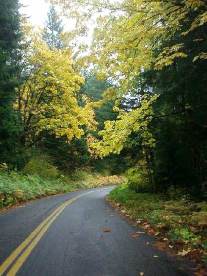 Brilliant yellow leaves dangled above while navigating the winding roads. Brilliant yellow leaves dangled above while navigating the winding roads.