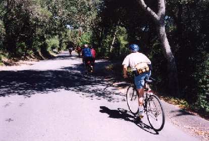 Old La Honda Rd. is 3 miles long and averages a 6-7% grade. Here's Loren out of the saddle for a quick burst of speed going up. He did admirably. Old La Honda Rd. is 3 miles long and averages a 6-7% grade. Here's Loren out of the saddle for a quick burst of speed going up. He did admirably.