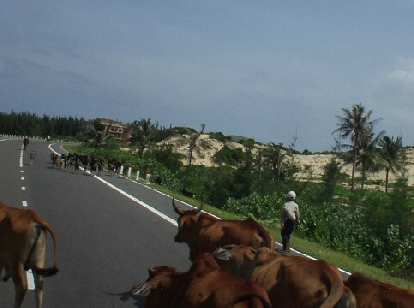 A traffic jam on the way to Mui Ne was caused by cows and goats.