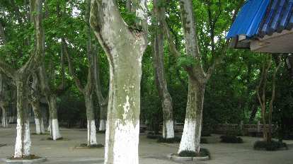 Trees at the Sun Yat Sen Mausoleum.