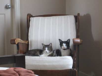 Before they moved, Dee gave me this chair her mother gave her 30 or 40 years ago.  It quickly became a favorite of my kitties Tiger and Oreo.