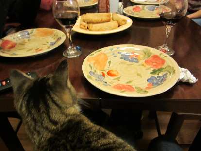 Tiger checks out some egg rolls.