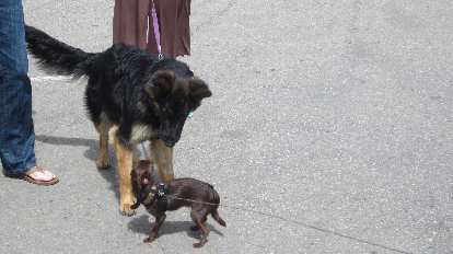 Olivia's dog Bambi makes friends with a furry dog. big furry black dog meets small brown dog