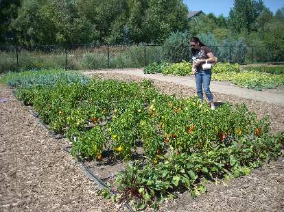 Tori looking at the plots of peppers, which looked so colorful and unmarred that I said they almost looked fake. Tori looking at the plots of peppers, which looked so colorful and unmarred that I said they almost looked fake.