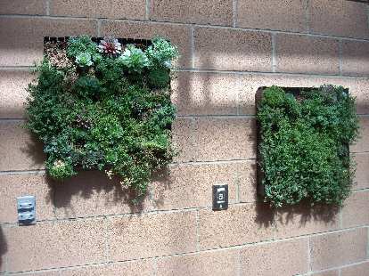 Plants used as wall art. Plants used as wall art.