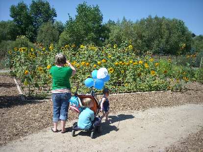 Charis and Zoe in front of many sunflowers. Charis and Zoe in front of many sunflowers.