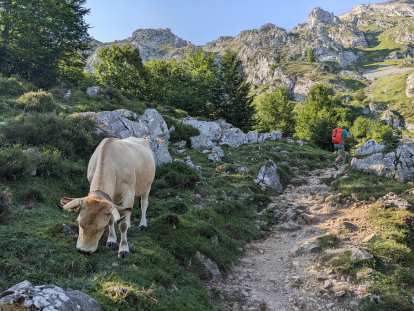 A cow grazing on vegetation with Marcos hiking on a rough trail in the background.
