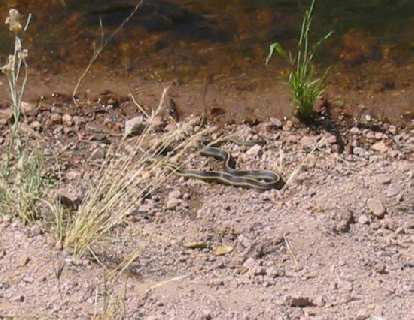 We saw a bit of interesting wildlife here, including... a SNAKE! Photo: Loren Cheng. We saw a bit of interesting wildlife here, including... a SNAKE!