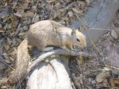 Here's one of the cute squirrels we weren't supposed to feed, lest face a $500 fine. Photo: Loren Cheng. Here's one of the cute squirrels we weren't supposed to feed, lest face a $500 fine.